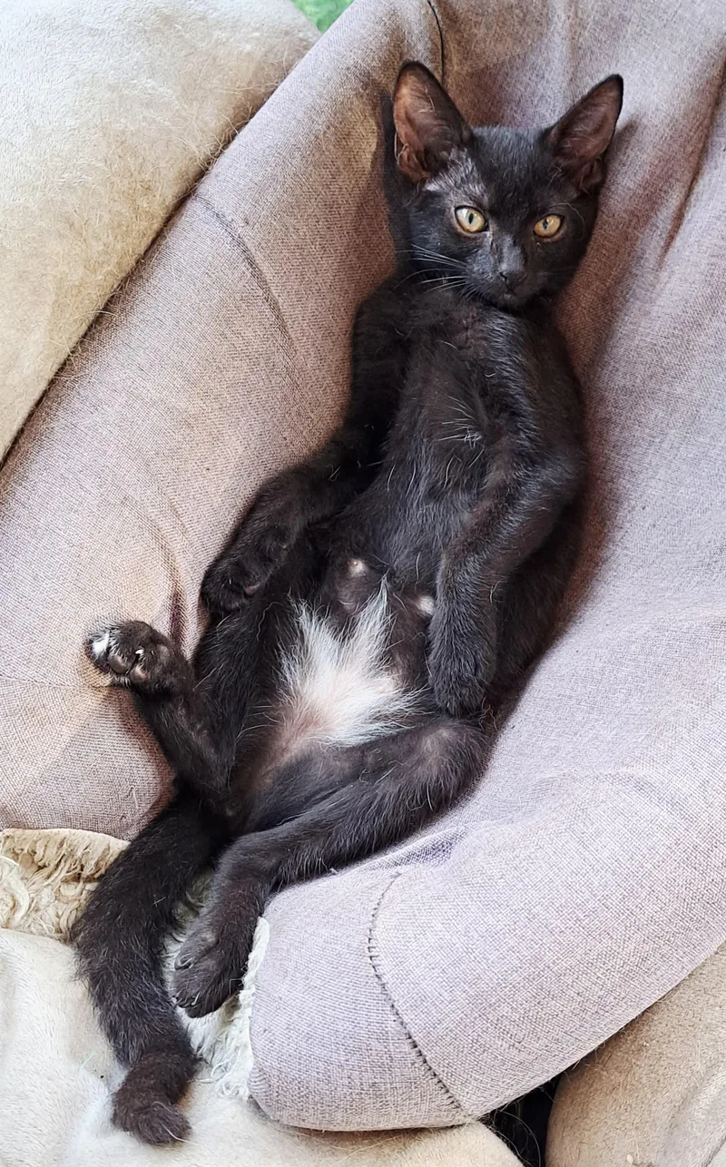 A baby medium-sized male Black Domestic Short Hair cat named Sรฉance for adoption in Jacksonville, FL