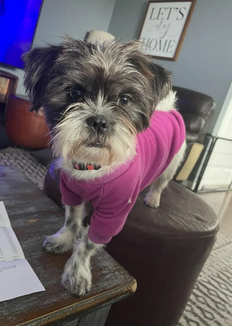 A young small-sized female Black Shih Tzu dog named Gracie Lou for adoption in East Lansing, MI