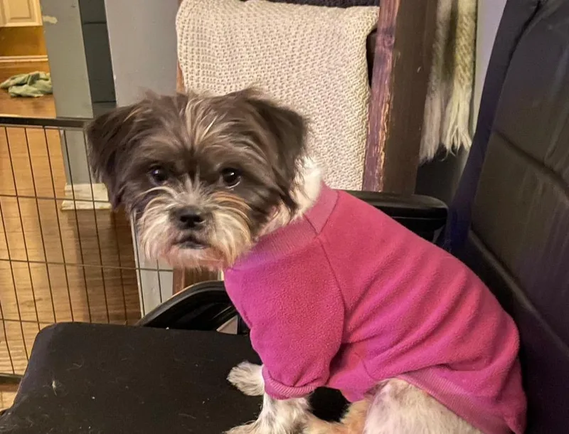 Gracie Lou thumbnail 2