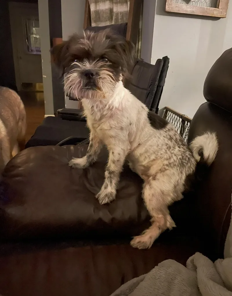 Gracie Lou thumbnail 3