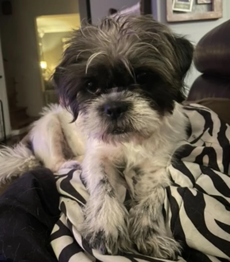 Gracie Lou thumbnail 4