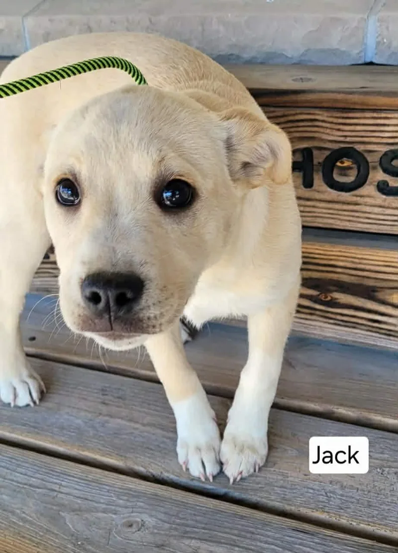 A baby medium-sized male Yellow / Tan / Blond / Fawn American Eskimo Dog dog named Jack for adoption in St. Clairsville, OH