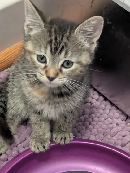 A baby small-sized female Domestic Short Hair cat named Josie for adoption in Port Republic, MD