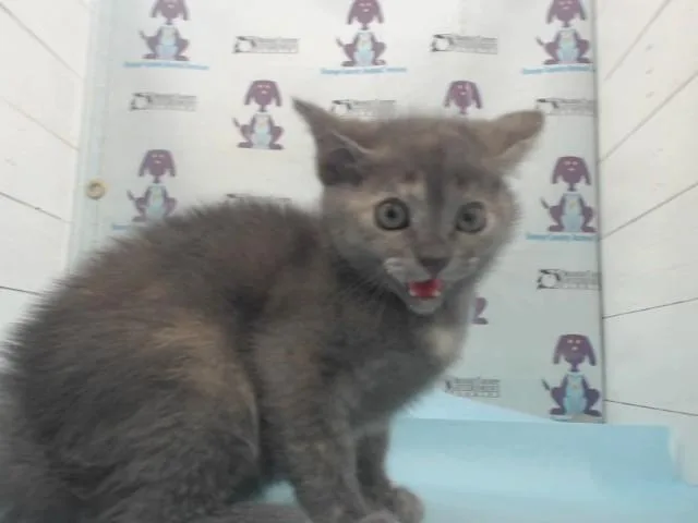 A baby small-sized female Domestic Short Hair cat named Sushi for adoption in Orlando, FL