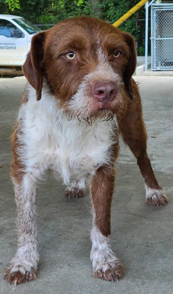 A young medium-sized male German Wirehaired Pointer dog named Shaggy for adoption in Swainsboro, GA