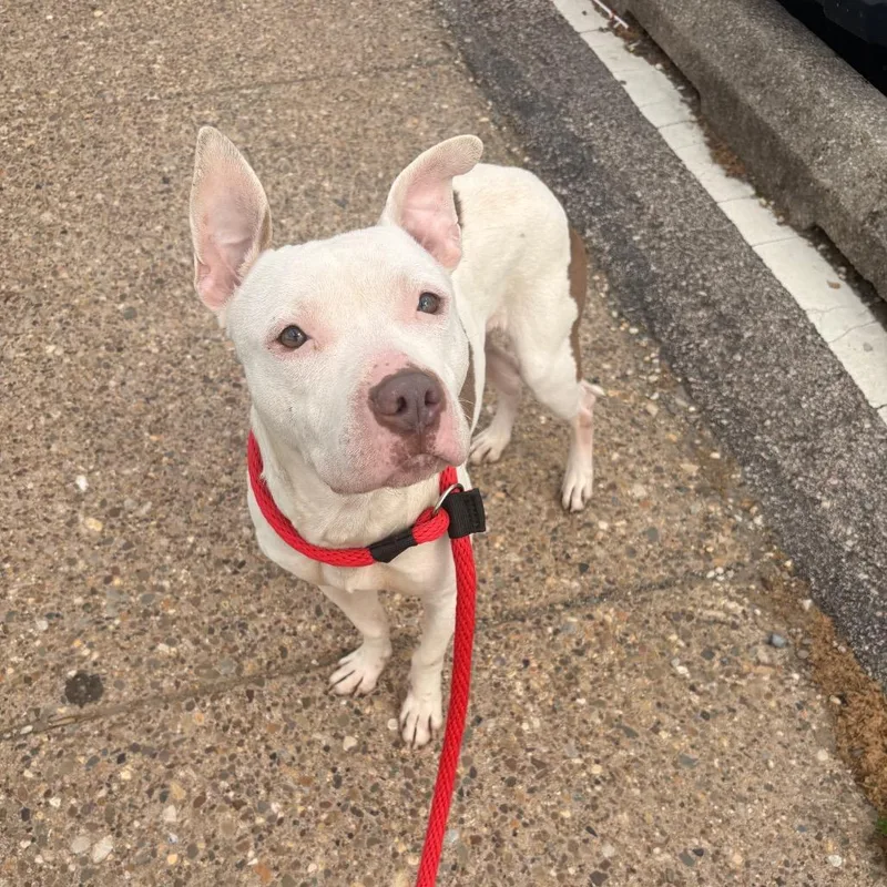 An adult medium-sized male White / Cream Mixed Breed dog named Charming for adoption in Philadelphia, PA
