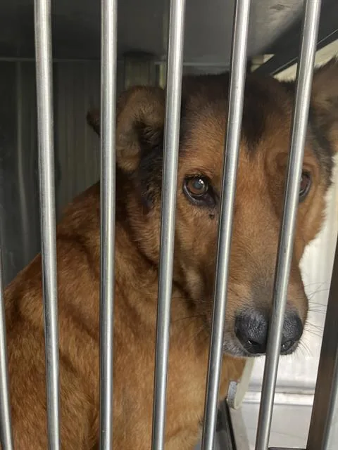 A senior large-sized male Mixed Breed dog named Lobo for adoption in Dallas, TX