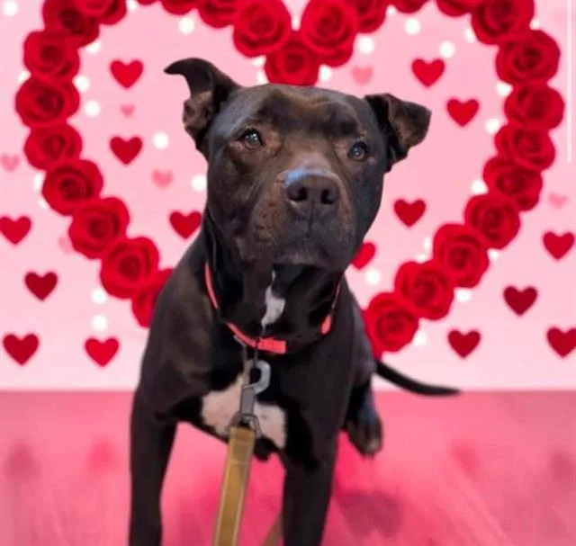An adult medium-sized female Mixed Breed dog named Beauty for adoption in Jacksonville, FL
