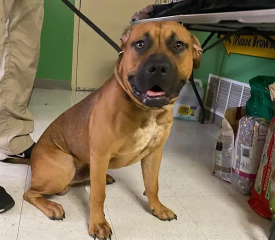 An adult small-sized male Pit Bull Terrier dog named Scooby for adoption in Ames, IA