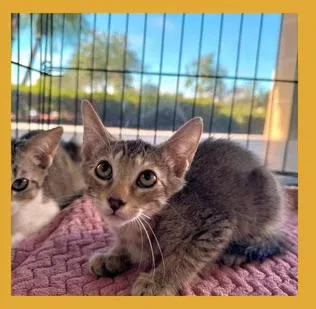 Lailaluca thumbnail 2