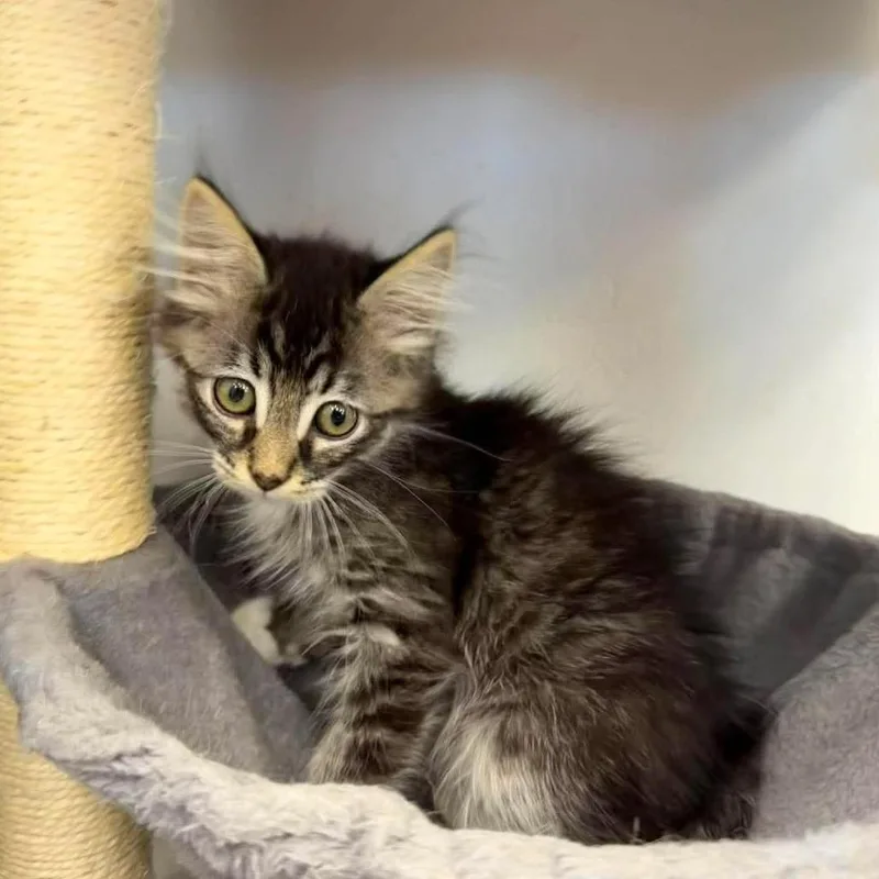 A baby small-sized male Domestic Long Hair cat named Dorian for adoption in Murray, UT
