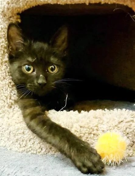 An adult small-sized female Domestic Short Hair cat named Taylor Otto for adoption in Gorham, ME