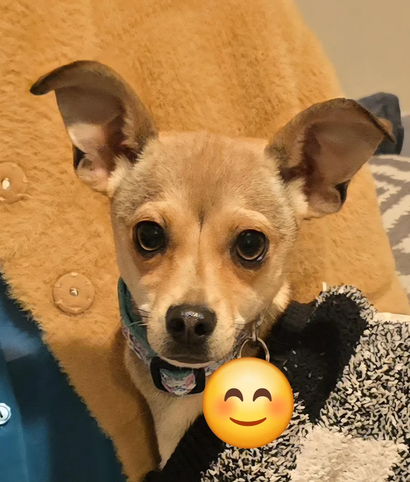 A baby small-sized female Yellow / Tan / Blond / Fawn Chihuahua dog named Roo for adoption in Woodland, CA