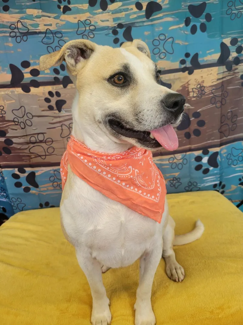 A young medium-sized male Beagle dog named Bernie for adoption in Mount Laurel, NJ