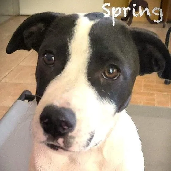 A baby medium-sized female Black Staffordshire Bull Terrier dog named Spring for adoption in Palm Harbor, FL