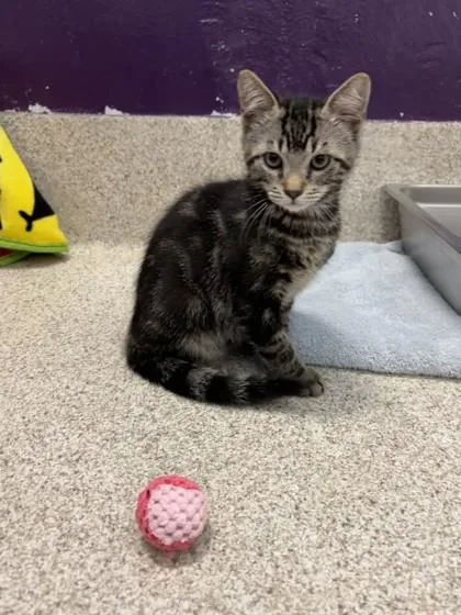 A young small-sized male Domestic Short Hair cat named Max for adoption in Scotia, NY