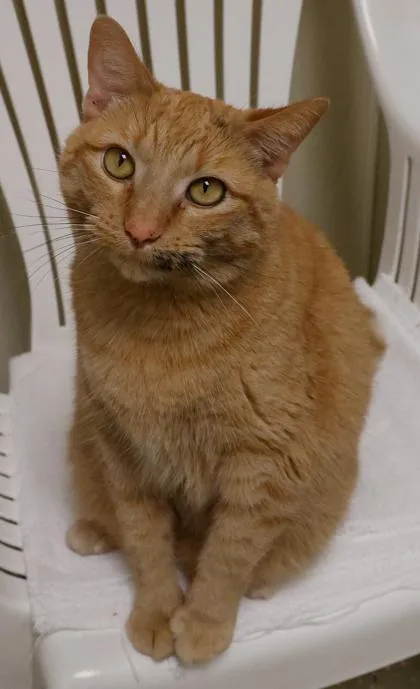 An adult medium-sized female Domestic Short Hair cat named Arizona for adoption in Baraboo, WI