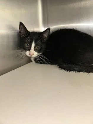 A baby medium-sized female Domestic Short Hair cat named Nancy for adoption in Picayune, MS
