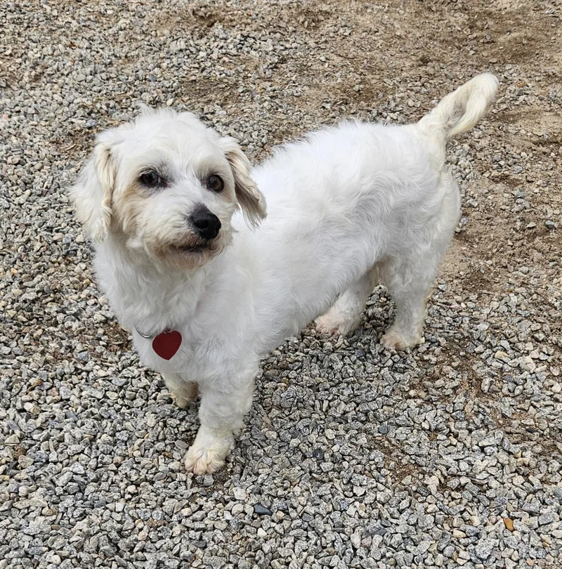 An adult small-sized female White / Cream Airedale Terrier dog named Dixie for adoption in Raleigh, NC