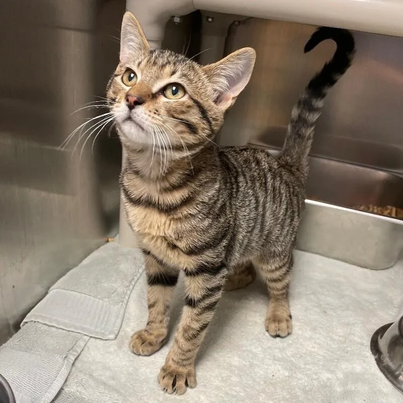 A young medium-sized male Domestic Short Hair cat named Leroy for adoption in Roanoke, VA