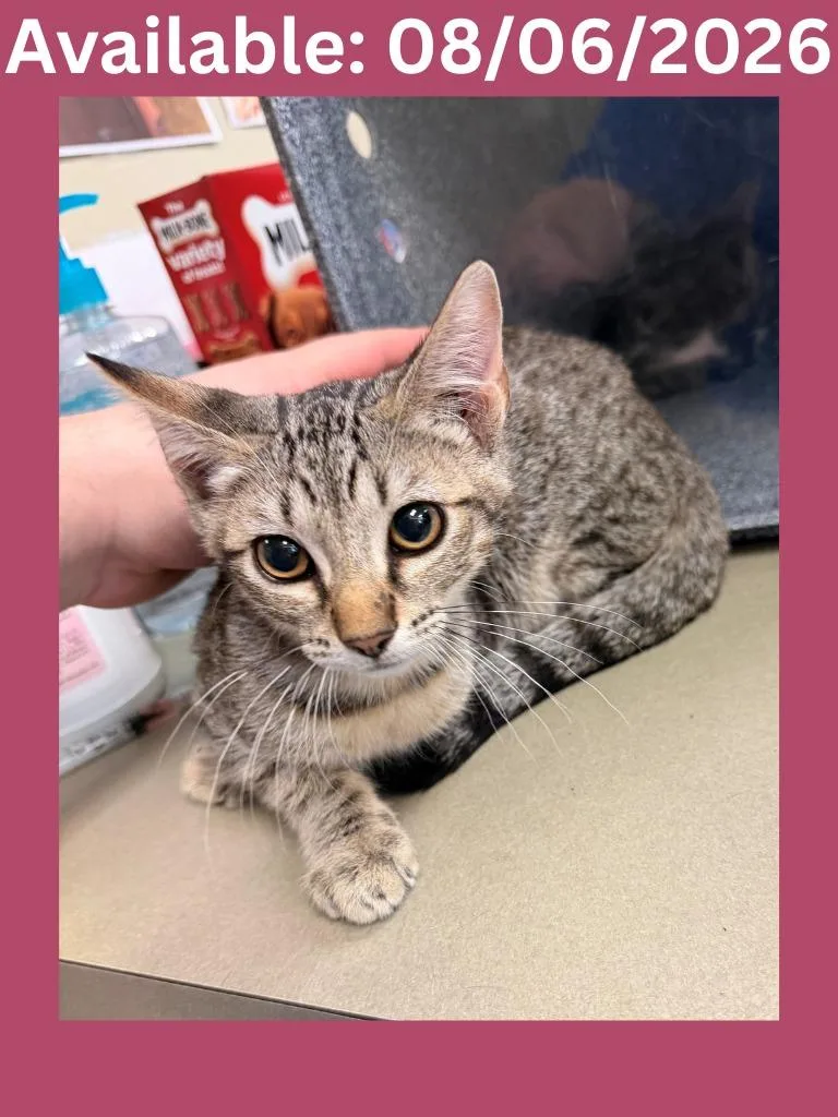 A baby medium-sized female Domestic Short Hair cat named Cat Condo Rosemary for adoption in Greenville, TX
