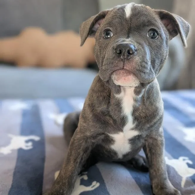 A baby small-sized female Mixed Breed dog named Tiara for adoption in West Olive, MI