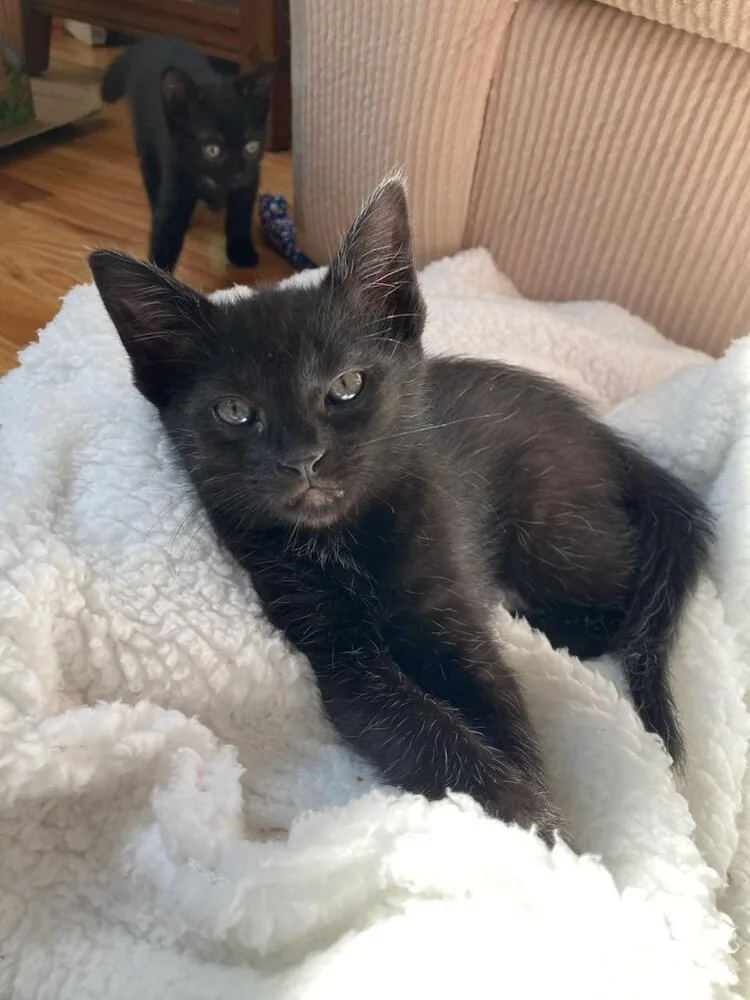 A baby small-sized female Black & White / Tuxedo Domestic Short Hair cat named Jenny for adoption in Mooresville, NC