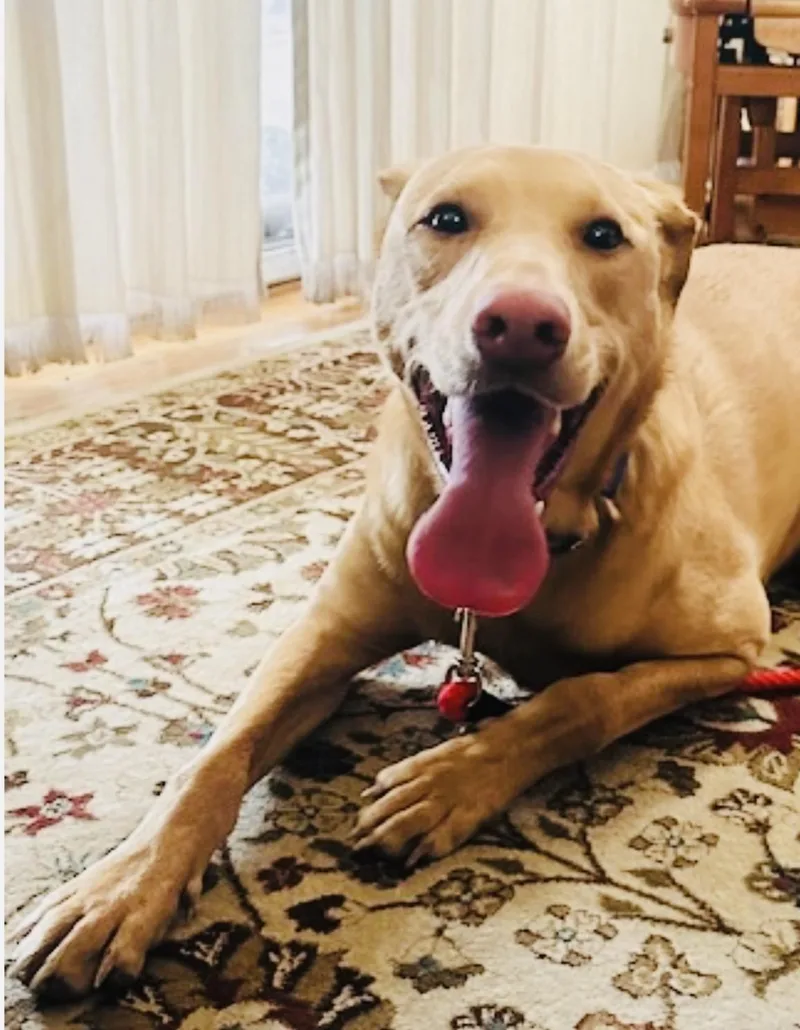 An adult medium-sized male Apricot / Beige Labrador Retriever dog named Odie for adoption in Hockessin, DE