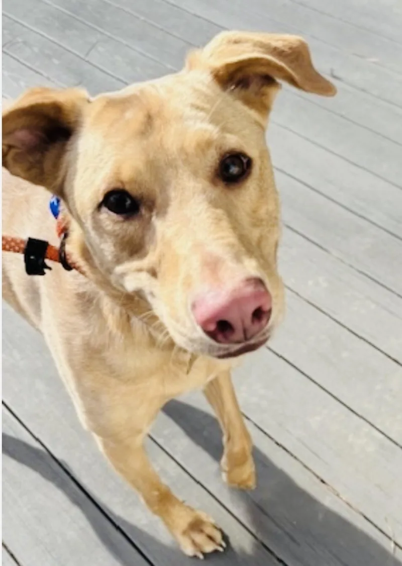 Odie thumbnail 3