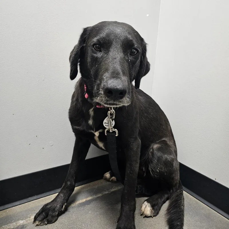An adult medium-sized female Black Labrador Retriever dog named Sissy for adoption in Normal, IL