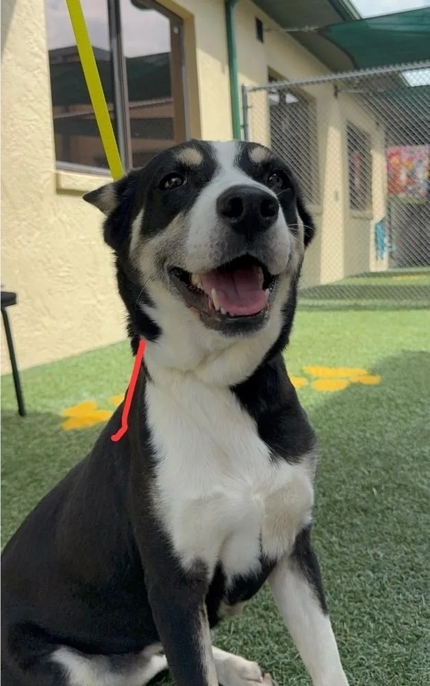 A young medium-sized female Tricolor (Brown, Black, & White) Black Mouth Cur dog named Little Girl for adoption in Lakeland, FL