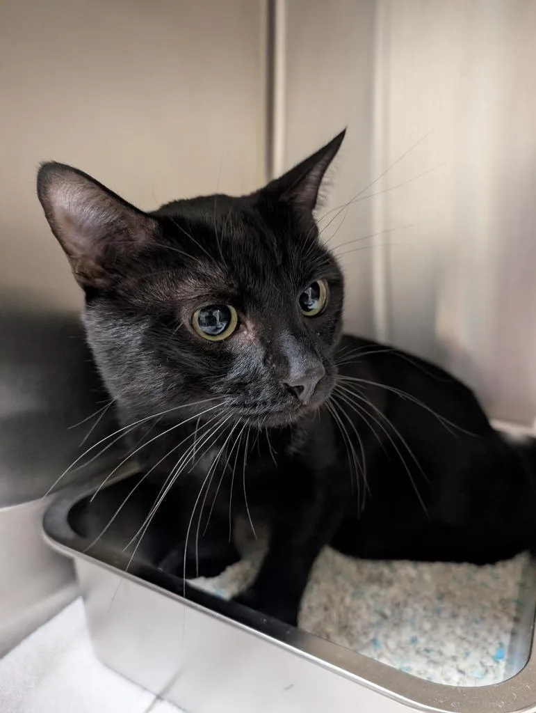 A young medium-sized male Domestic Short Hair cat named Dewey for adoption in Fall River, MA