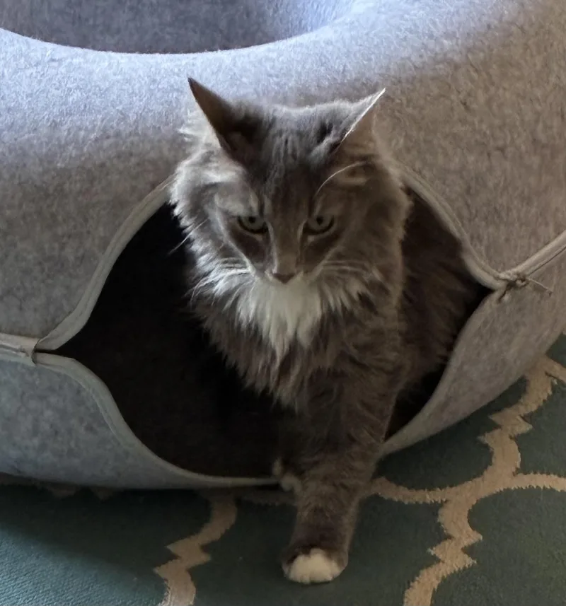 A young medium-sized female Gray & White Domestic Medium Hair cat named Falcor for adoption in Lemoyne, PA
