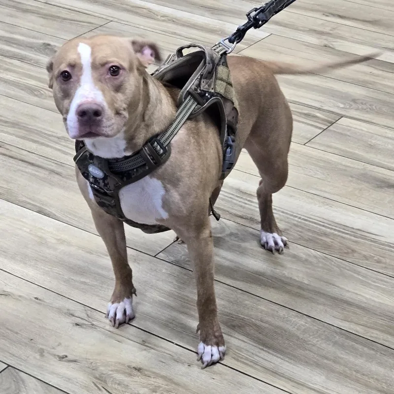 A baby small-sized female Brown / Chocolate Pit Bull Terrier dog named Henny for adoption in Newark, NJ