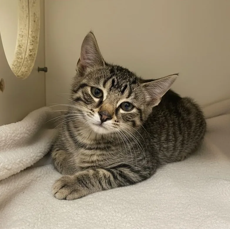 A baby small-sized male Tabby (Brown / Chocolate) Domestic Short Hair cat named Mason for adoption in Elyria, OH