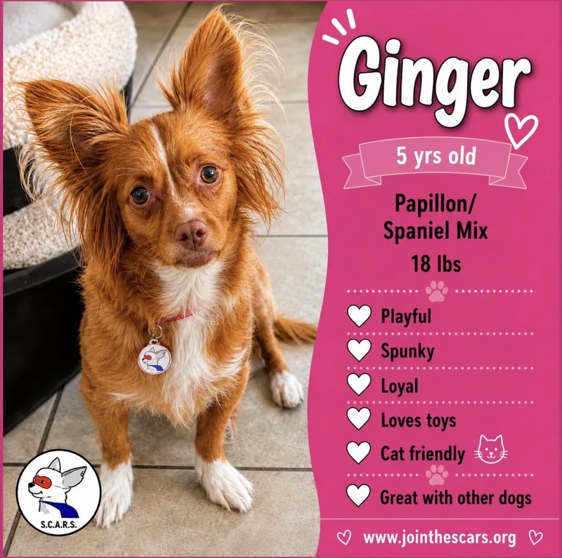 An adult small-sized female Red / Chestnut / Orange Papillon dog named Ginger for adoption in Glendora, CA