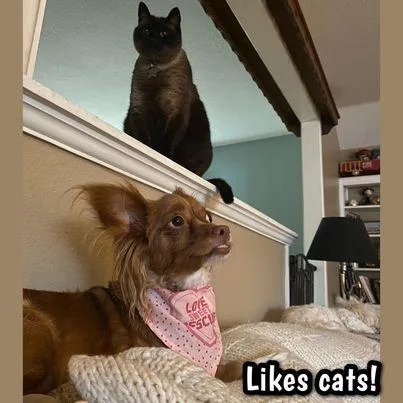 Ginger thumbnail 2