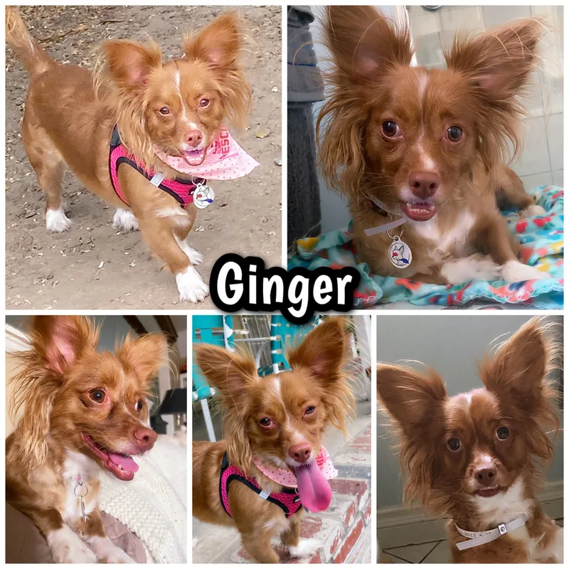 Ginger thumbnail 4