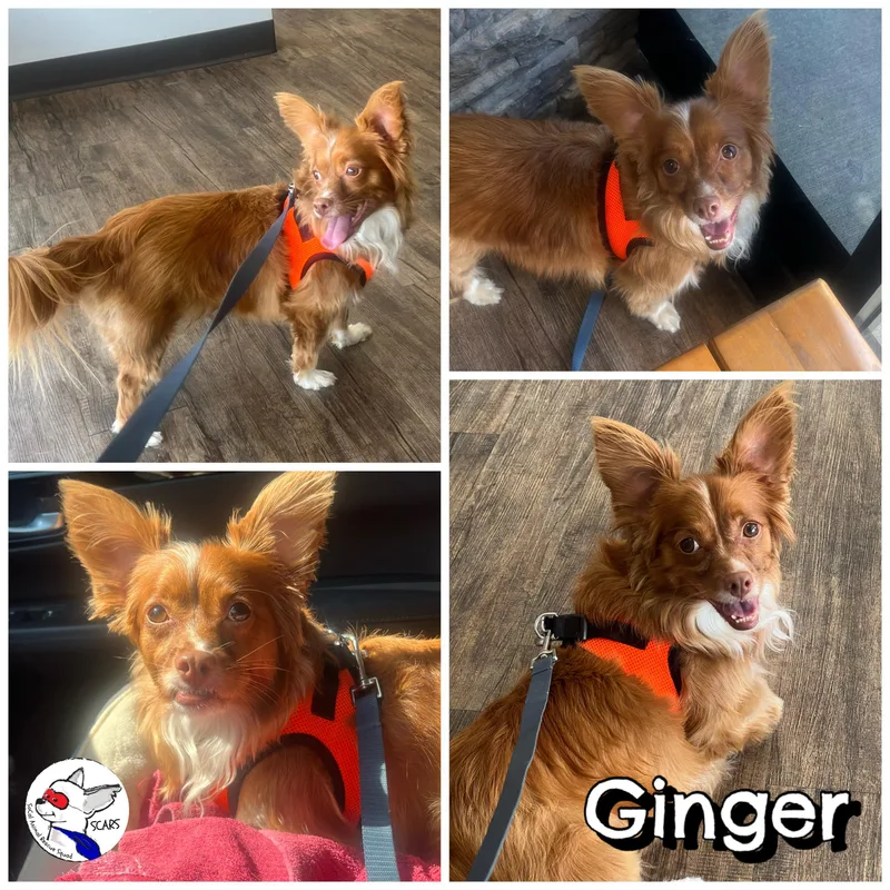 Ginger thumbnail 5
