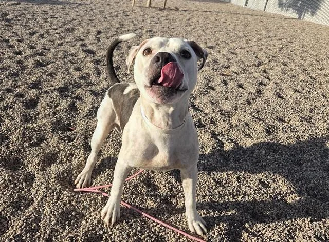 An adult large-sized male Pit Bull Terrier dog named Zeus for adoption in Mesa, AZ