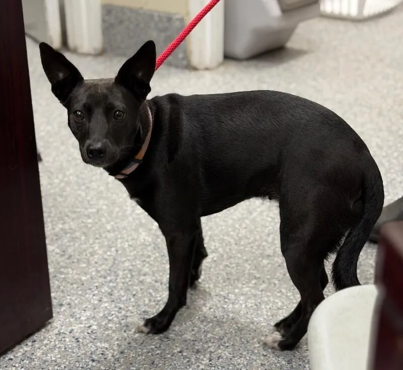 An adult medium-sized female Feist dog named Lola for adoption in Burgaw, NC