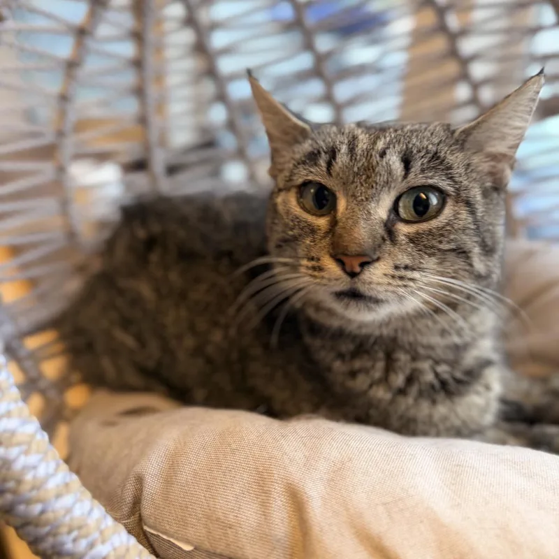 An adult medium-sized female Black Domestic Short Hair cat named Celia for adoption in Pasadena , MD