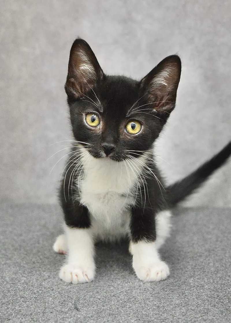 A baby medium-sized male Black & White / Tuxedo Domestic Short Hair cat named Marshmallow for adoption in Dublin, CA