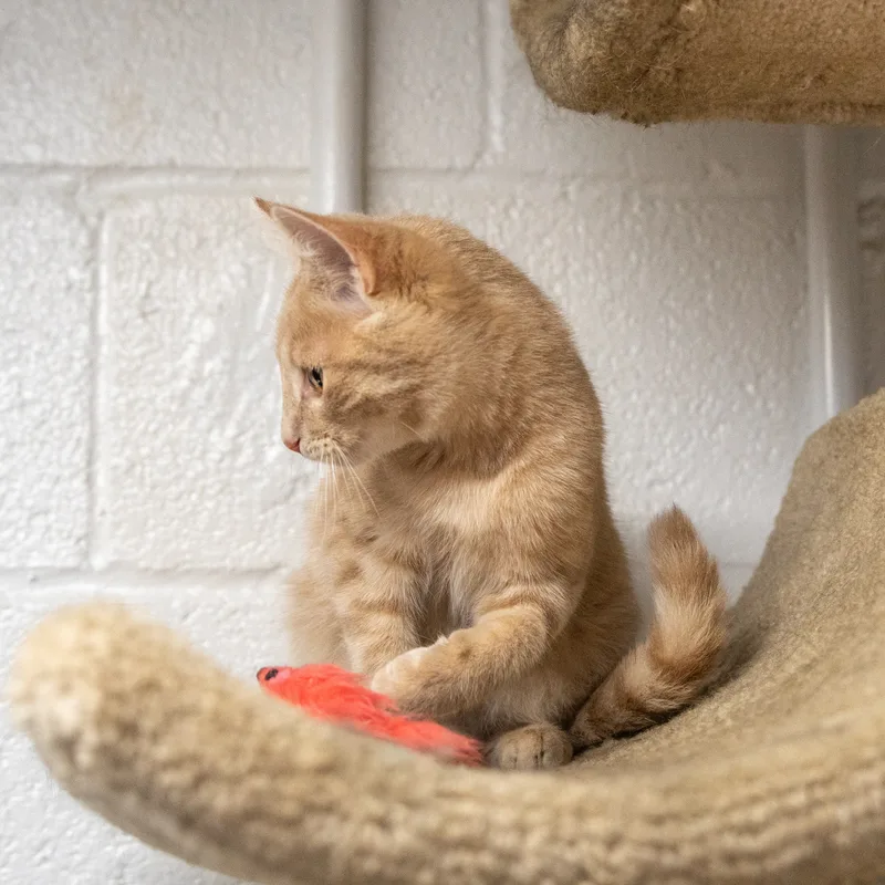 An adult medium-sized male Tabby (Buff / Tan / Fawn) Domestic Short Hair cat named Lucky for adoption in Manchester, MI