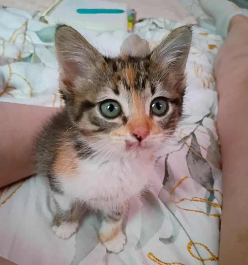 A baby small-sized female Domestic Short Hair cat named Xena Warrior Princess for adoption in Ada, OK