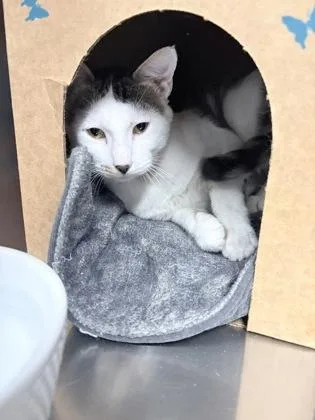 An adult medium-sized male Domestic Short Hair cat named Spookley for adoption in Redmond, OR
