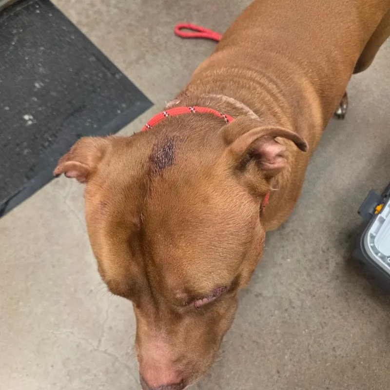 An adult large-sized male Brown / Chocolate Terrier dog named Cal Kestis for adoption in Chattanooga, TN