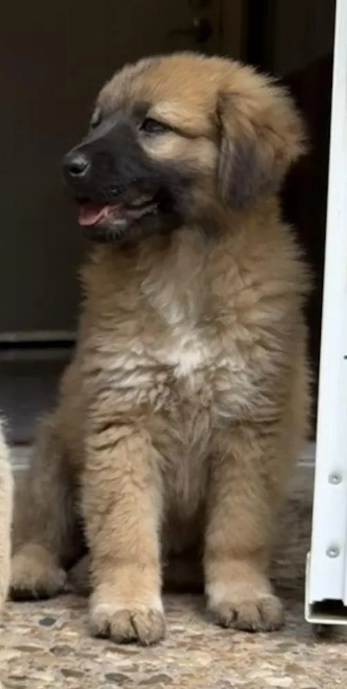 A baby large-sized female Shepherd dog named Stormy "coming Soon!" for adoption in Richardson, TX