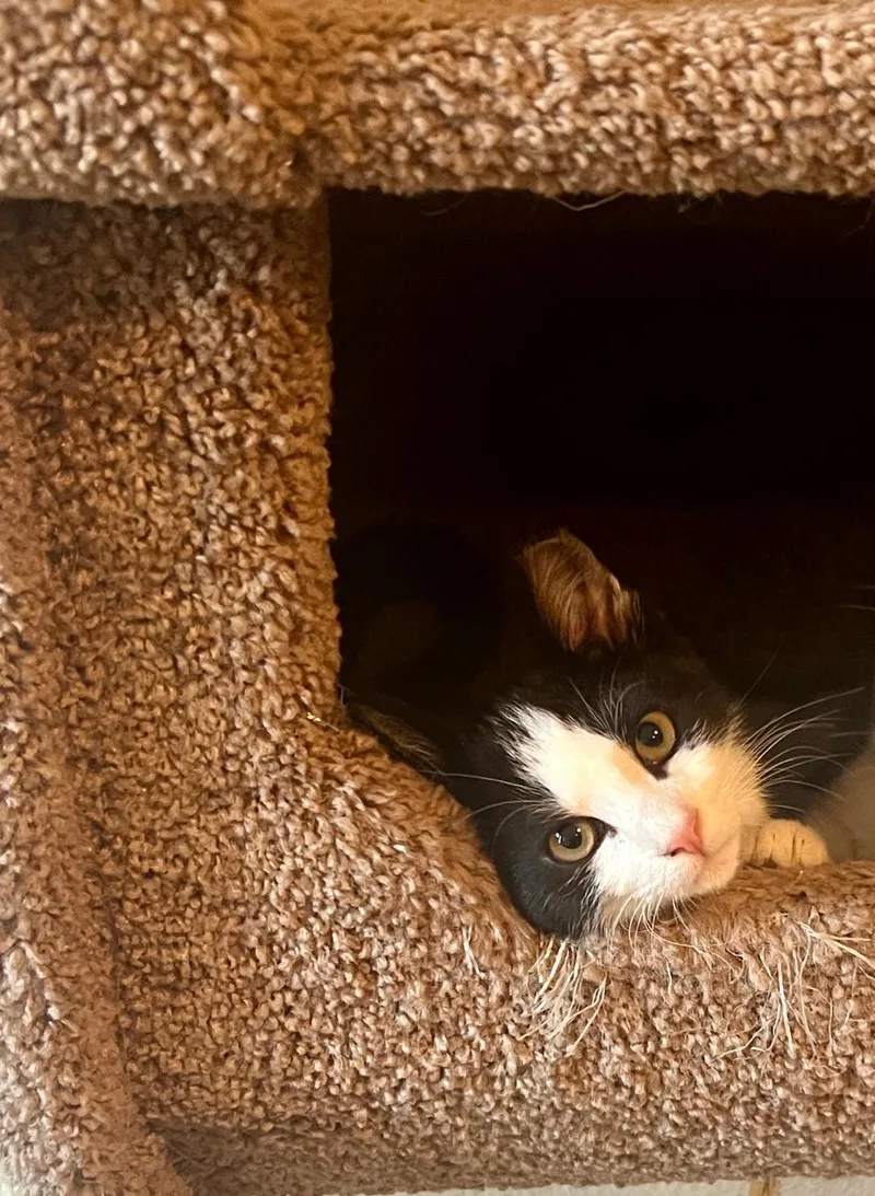 Dusty & Dillian thumbnail 2