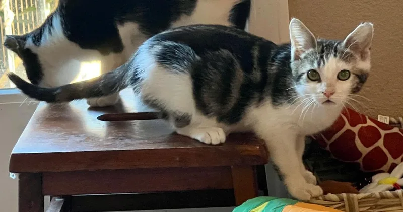 Dusty & Dillian thumbnail 4